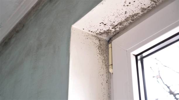 Best Home Mold Removal  in Bladenboro, NC