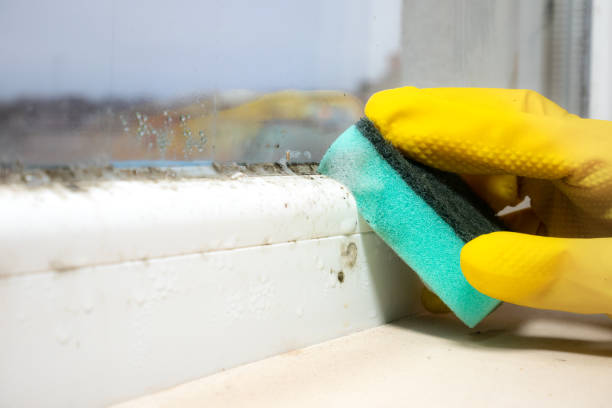 Best Mold Remediation  in Bladenboro, NC